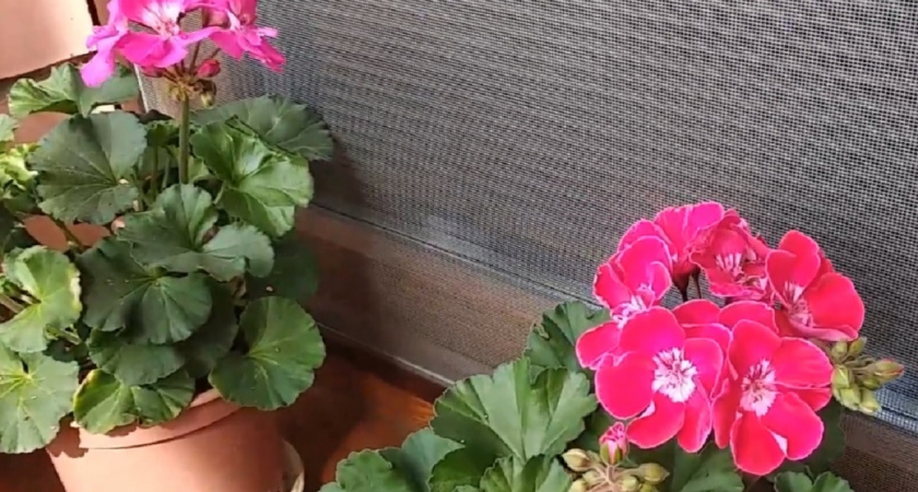 Не покупайте новую герань: как из одного ростка получить пышный сад на подоконнике - раскрываем все секреты и тонкости