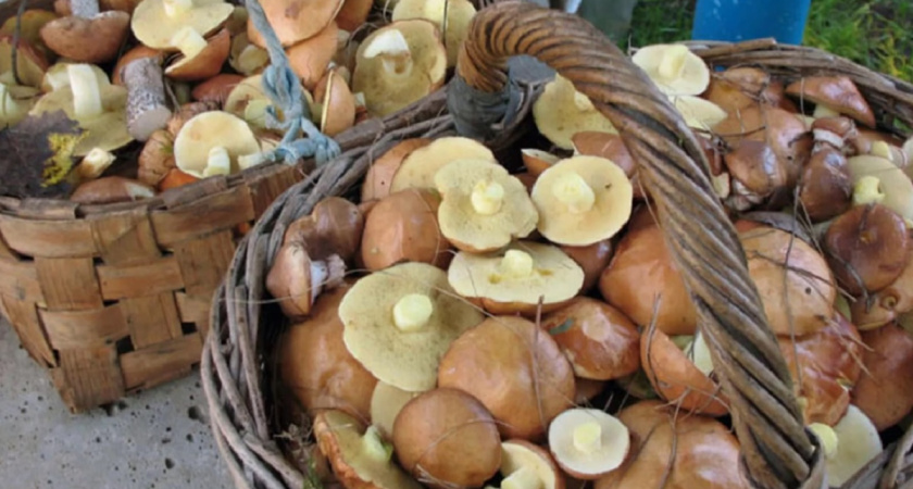 Раньше долго мучилась, снимая пленку с маслят - теперь чищу ведро грибов меньше чем за час: действенный метод