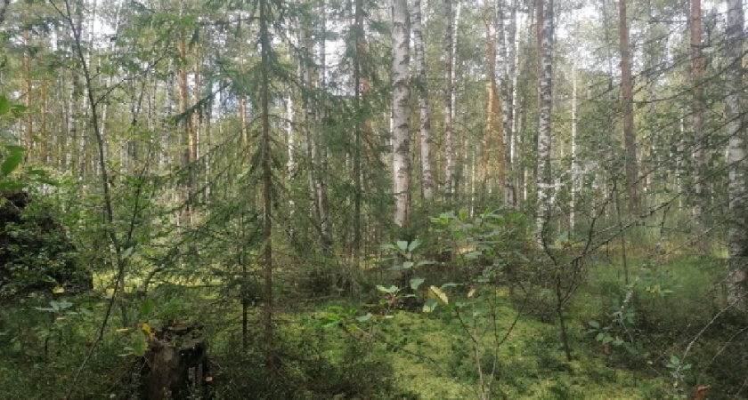 Владимирская область вошла в десятку лучших регионов по эффективности лесного хозяйства