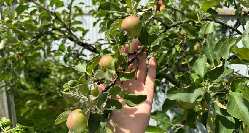 Осенняя подкормка для яблонь и груш: мой проверенный рецепт трёх вёдер для рекордного урожая