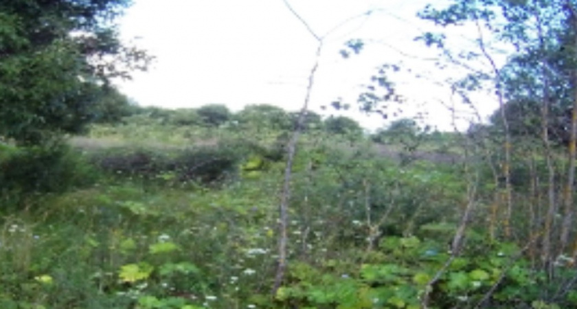 В Муромском округе ввели в оборот запущенный ранее сельскохозяйственный участок