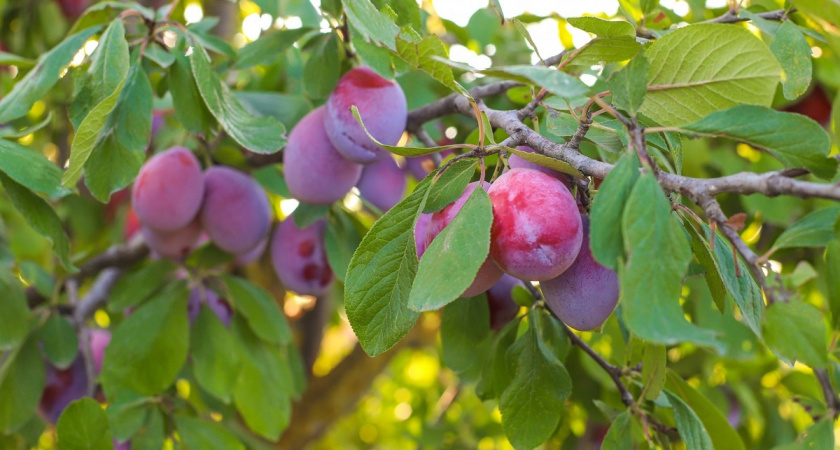 Как навсегда уничтожить поросль вишни и сливы: советы опытного агронома по осеннему уходу