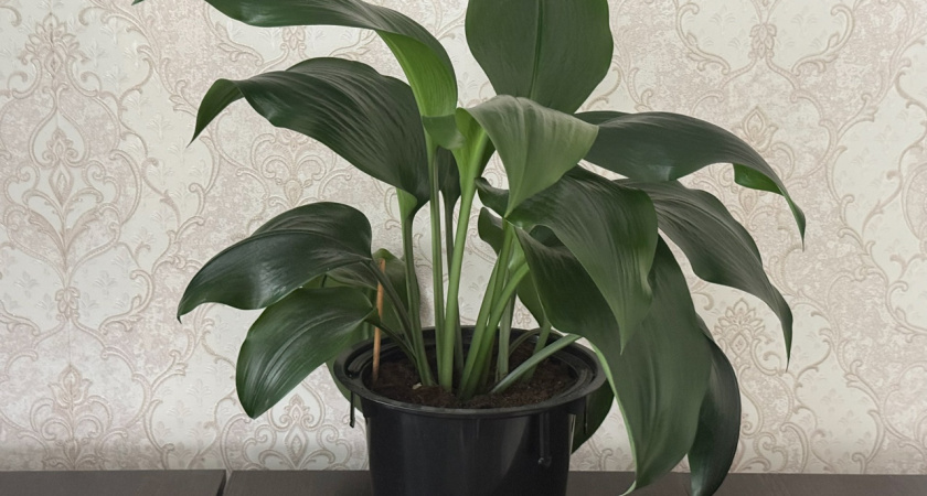 Ваш спатифиллум не цветет? Виноваты 4 распространенные ошибки в уходе - как исправить