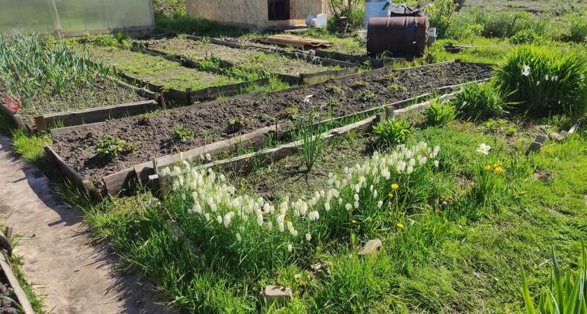Осенняя подготовка почвы: как за копейки превратить землю в плодородное "черное золото" к весне