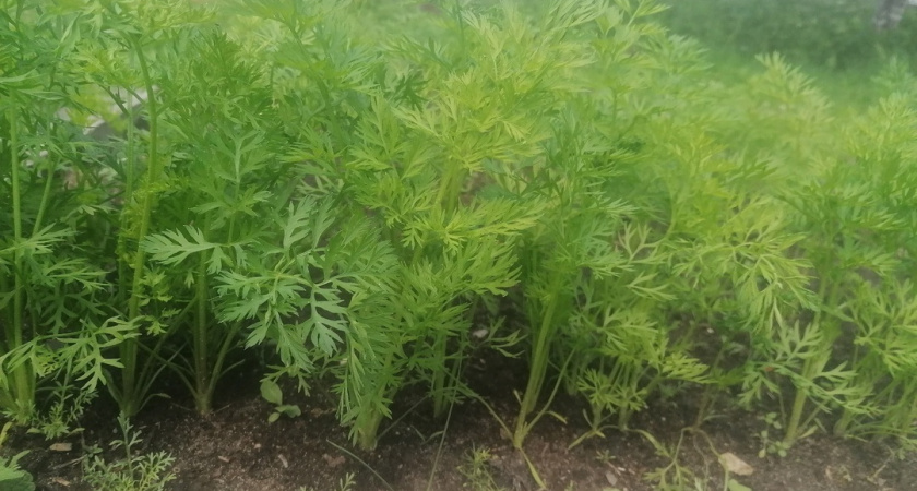 Что надо сажать после моркови: умный севооборот для богатого урожая