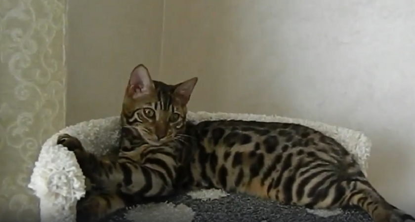 Названы 4 лучшие породы кошек для вашего дома: не линяют, не болеют и не пахнут