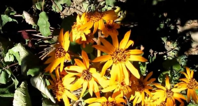 Высаживаю эти растения в октябре и радуюсь цветущему саду без хлопот весной: 5 лучших культур