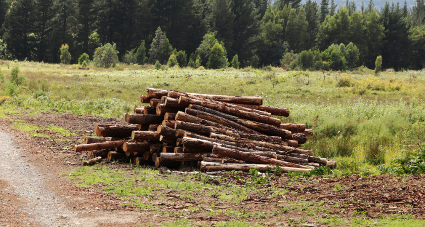 Во Владимирской области компанию оштрафовали на 350 тысяч рублей за вырубку сосен