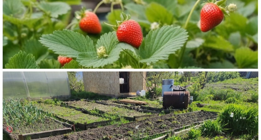 Готовимся к зиме правильно: топ-5 важных советов для дачников на эту осень