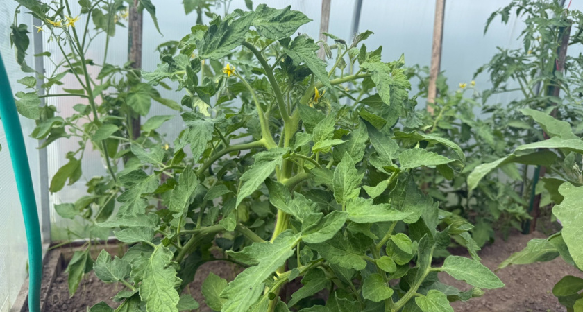 Осенняя обработка теплицы: что я делаю в октябре, чтобы в июле собрать здоровые помидоры