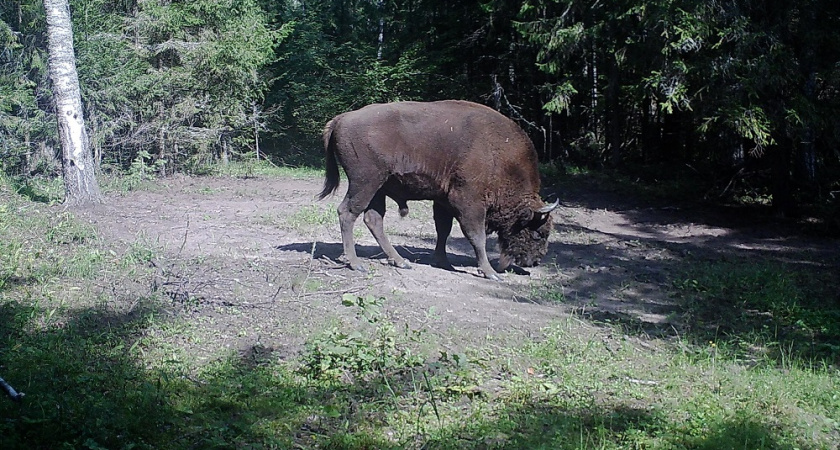Популяция зубров во Владимирской области продолжает расти