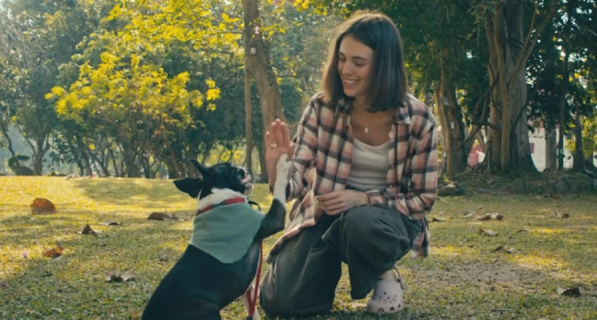 Идеальный квартирный пес: мало линяет, не пахнет и не скучает в одиночестве - 3 породы для вашего дома