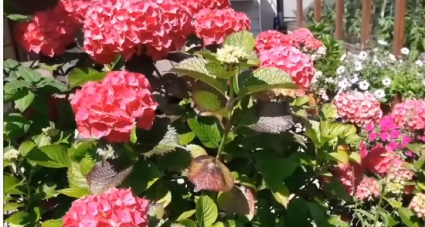 Готовим гортензии к зимовке: 4 нюанса, о которых многие не знают