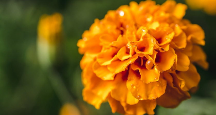 Засохшие бархатцы защитят грядки от вредителей