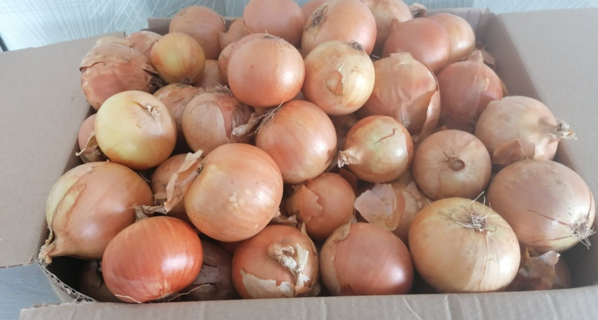 Почему лук гниет в квартире: запомните эти 4 правила, и он спокойно пролежит до весны