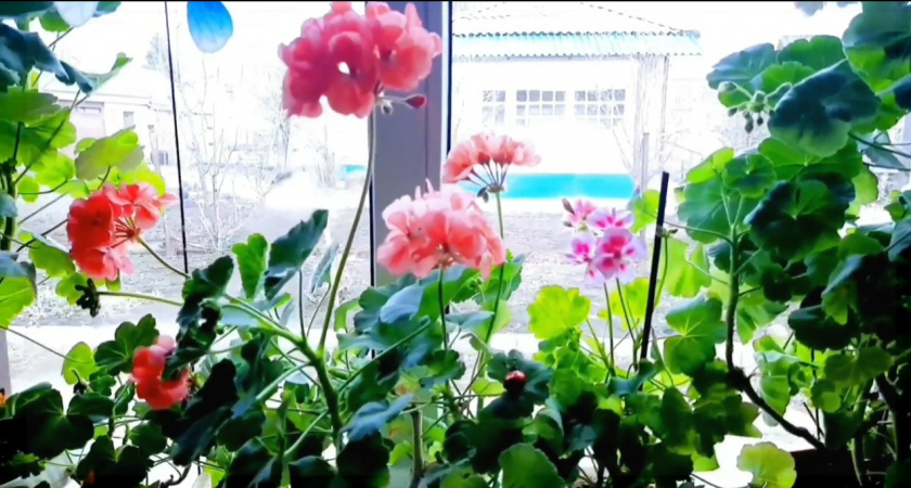 Эффективная подкормка для герани: регулярно удобряю этим настоем для пышного цветения