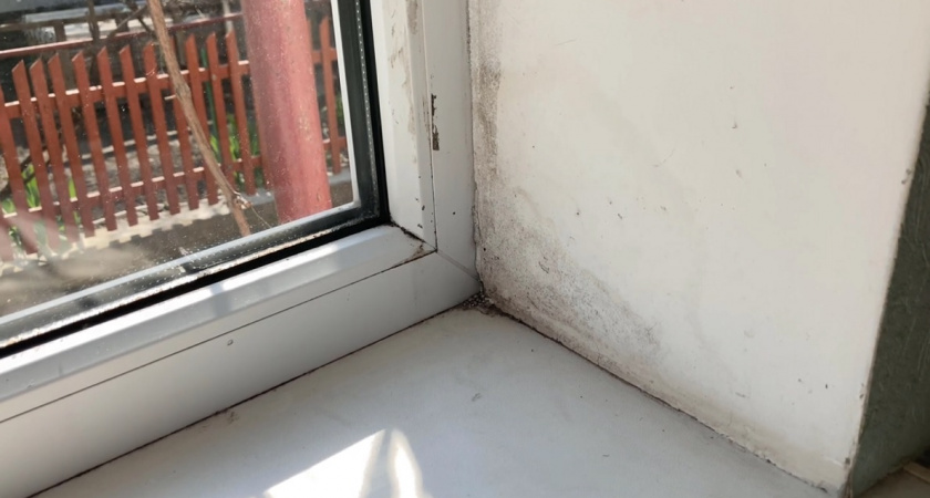 Боремся с плесенью с помощью соли и лаврушки: работает ли народный метод и как нужно делать