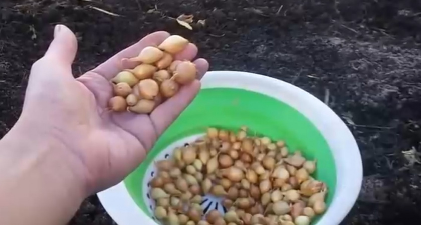 Посадка лука под зиму: 3 роковые ошибки, которые погубят урожай