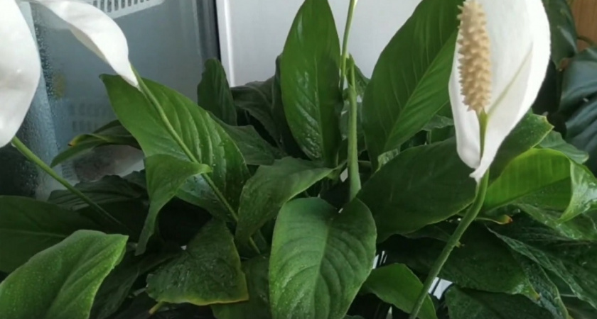 Две банки, два удобрения, море цветов: делюсь системой питания для пышного цветения спатифиллума