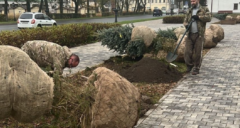 Голубые ели высадили в Суздале у Вечного огня