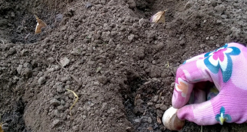 После посадки озимого чеснока применяю 4 хитрости: он не вымерзает и сразу идёт в буйный рост весной