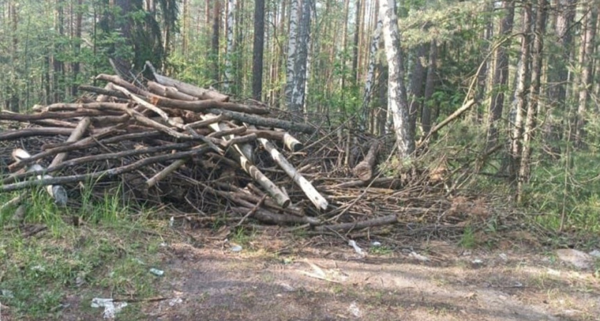 Владимирское лесничество заставили через суд убрать свалку возле Мостостроя