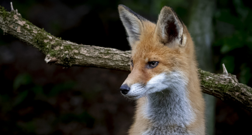 Охотникам Владимирской области предлагают 1200 рублей за лису