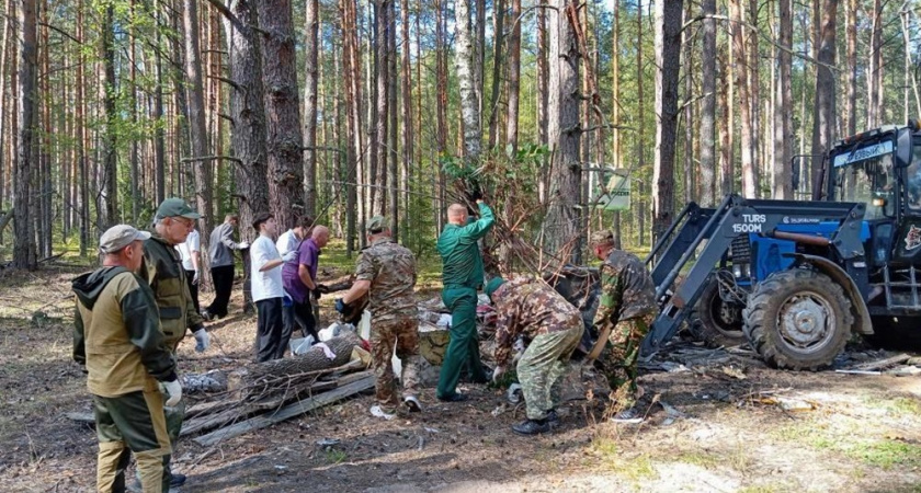Во Владимирской области прошли акции по восстановлению лесов
