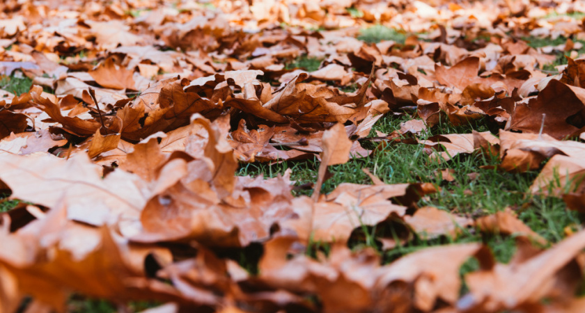 Как я использую опавшие листья с пользой для огорода: 3 проверенных способа