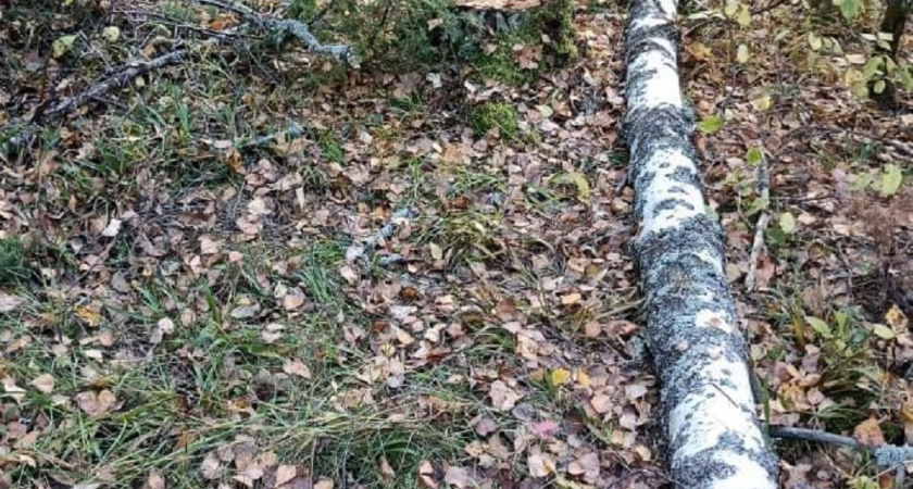 В Муроме нарушителю грозит штраф 200 тысяч рублей за вырубку деревьев