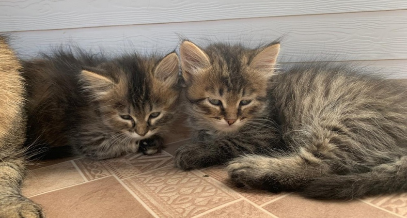 Как устранить запах кошачьей мочи в домашних условиях: проверенные способы