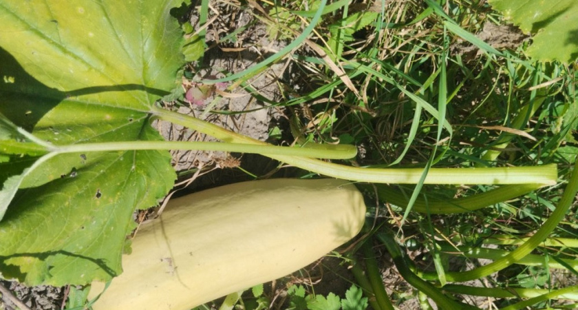 Проверенный способ посадки кабачков под зиму: обильный урожай без дополнительных подкормок