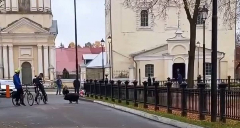 В Суздале по дороге к Спасо-Евфимиеву монастырю туристов провожает необычный гид