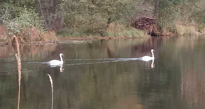 В Суздальском районе зафиксировано появление на водоеме лебедей-шипунов
