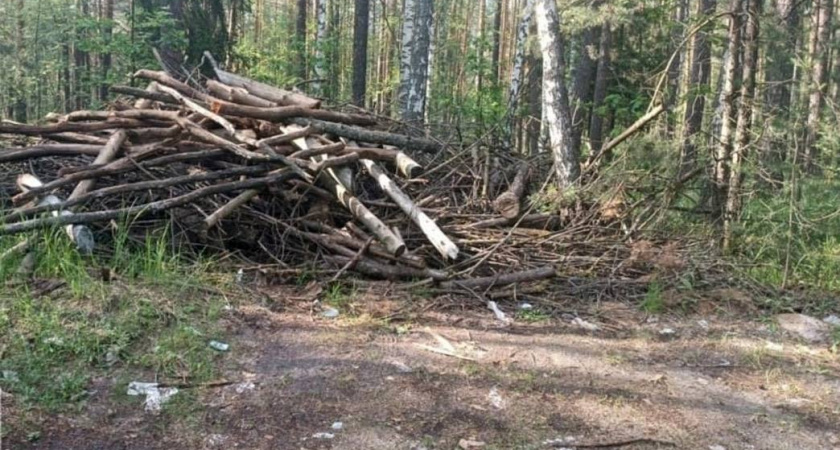 Прокуратура в судебном порядке требует очистки леса под Владимиром от крупной свалки