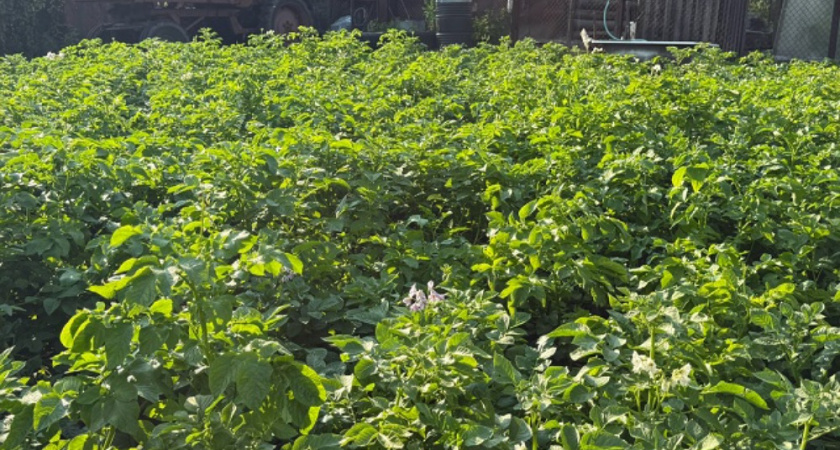 Как правильно выращивать картофель на одном месте: подробное руководство