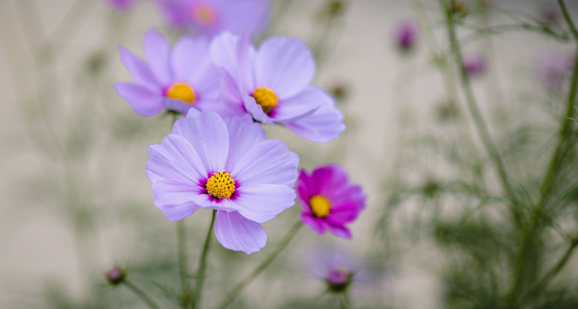 Октябрьский чек-лист дачника: 12 цветов, которые нужно успеть посеять до 15 числа