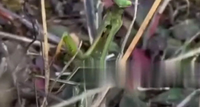 Житель Владимирской области встретил необычное насекомое в октябре