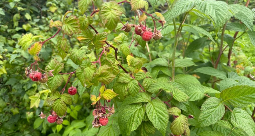 Правильный уход за малиной в октябре: как подготовить кусты к зиме