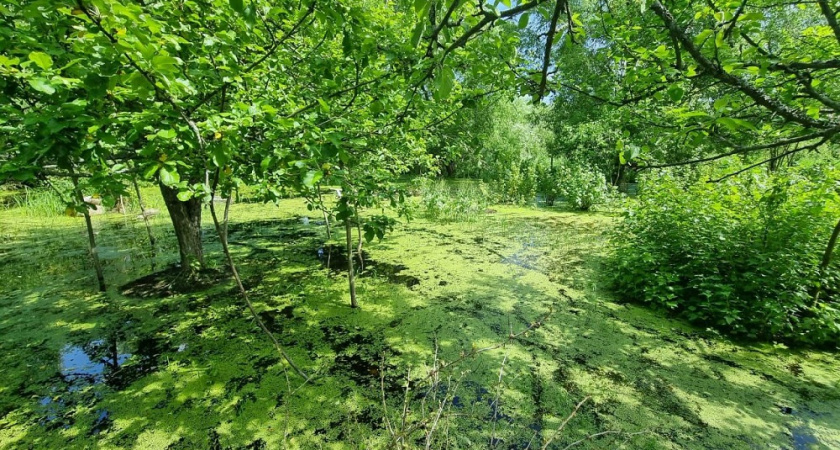 Во Владимирской области суд заставил власти решить проблему с водой на участке пенсионера