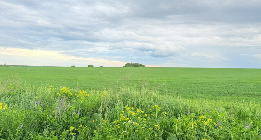 Во Владимире объявили карантин из-за опасного сорняка