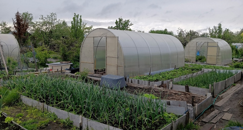 Какие сидераты могут навредить огороду: как избежать ошибок при выборе зеленых удобрений