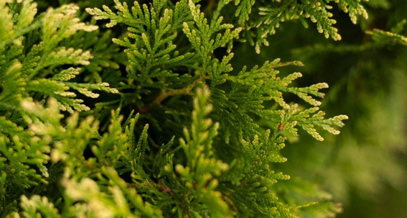 Из-за чего туя желтеет осенью: ключевые причины и необходимые меры