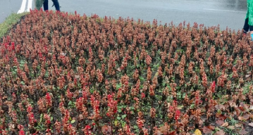 Во Владимире убирают летние клумбы