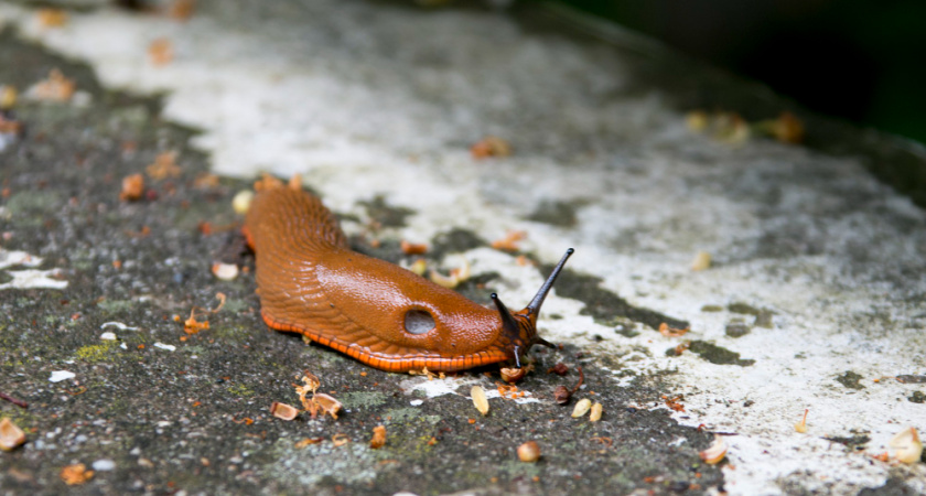 Как эффективно бороться со слизнями на садовом участке: проверенные способы защиты растений и сохранения урожая 