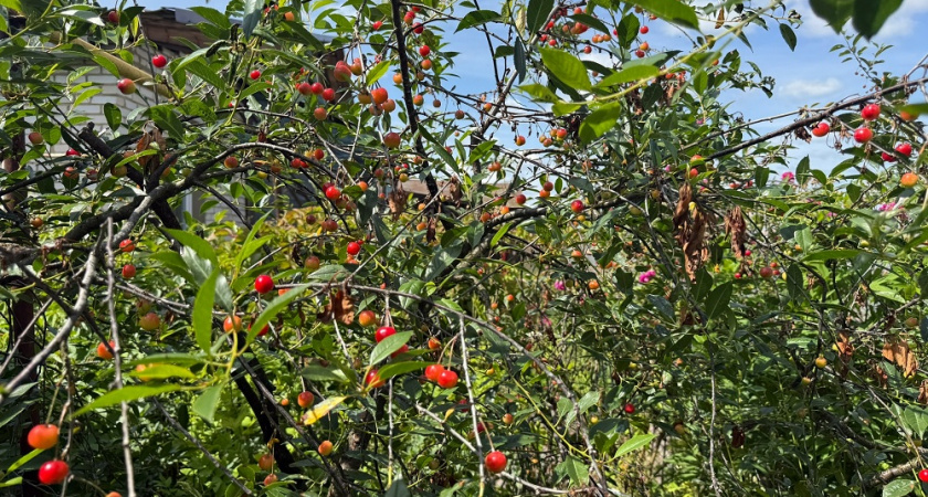 Уход за садом в октябре: особенности обрезки яблони, сливы и вишни