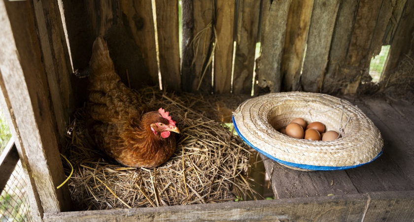 Почему я перешла с песка на глубокую подстилку в курятнике