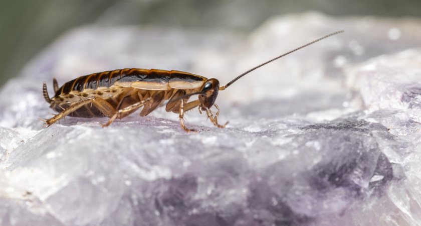 Как я решила проблему с тараканами. Простые методы, доступные каждой хозяйке