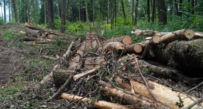 Прокуратура обязала "Газпром" устранить нарушения лесного законодательства в Александровском районе