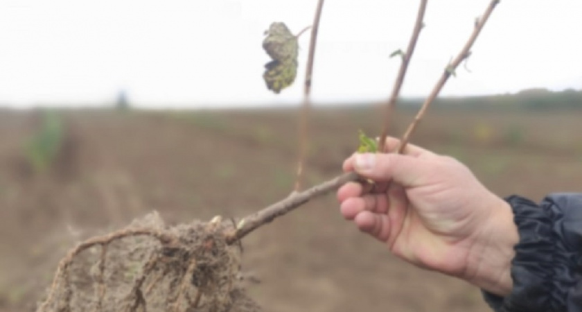 Суздальский фермер за год создал плантацию черной смородины на 59 гектарах